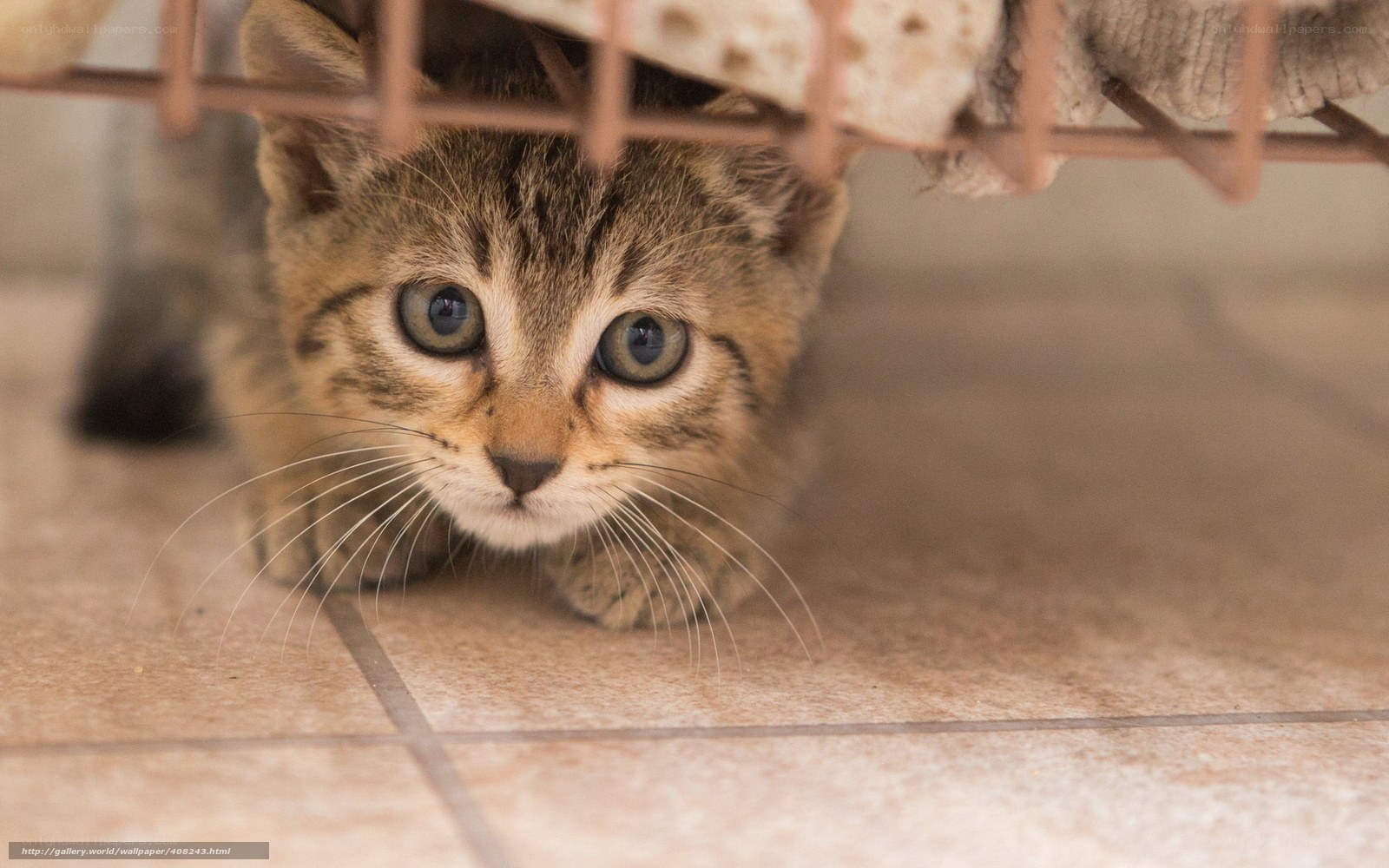 kitten under furniture