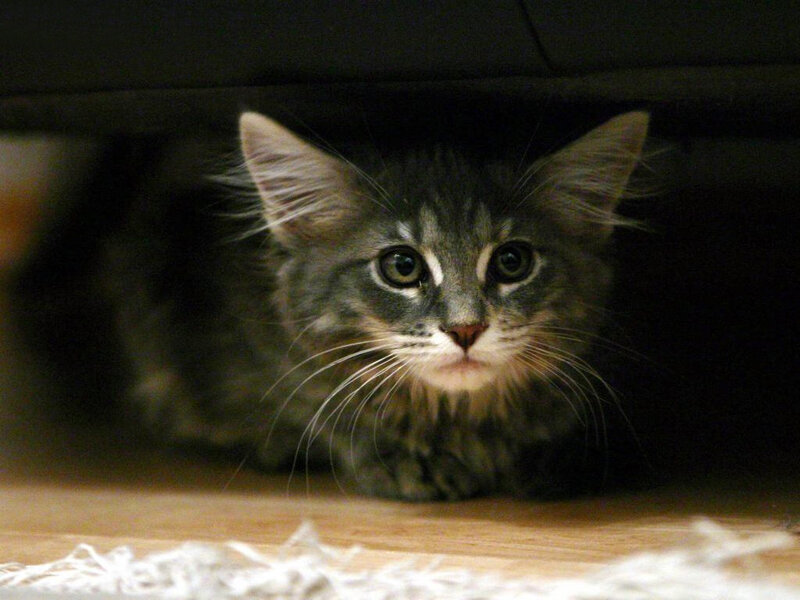 kitten under furniture