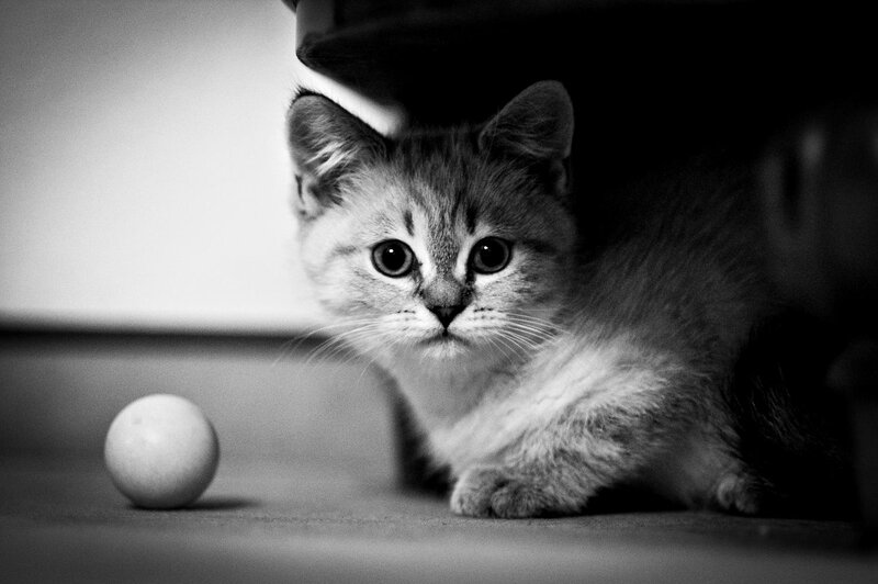 Kitten under Furniture — Black
