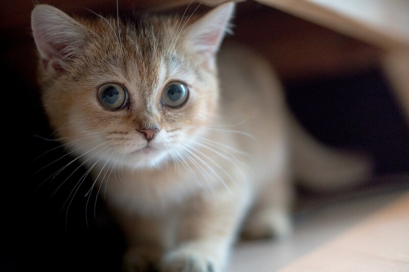 Kitten under Furniture — Brown