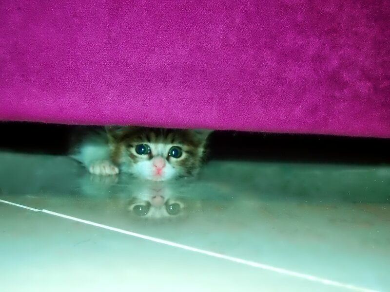 Kitten under Furniture — Purple