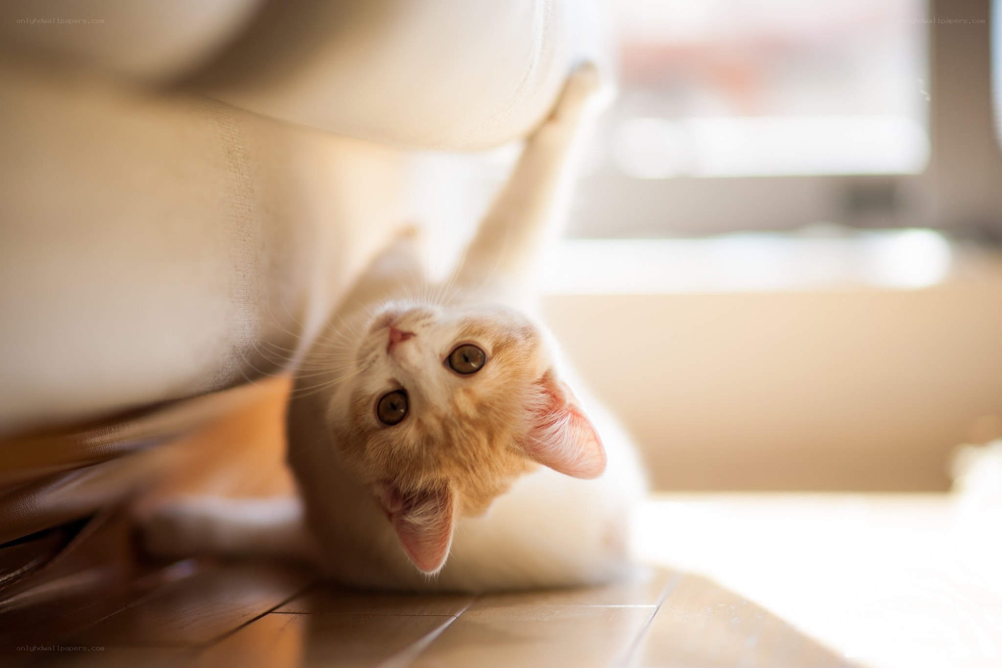 kitten under furniture
