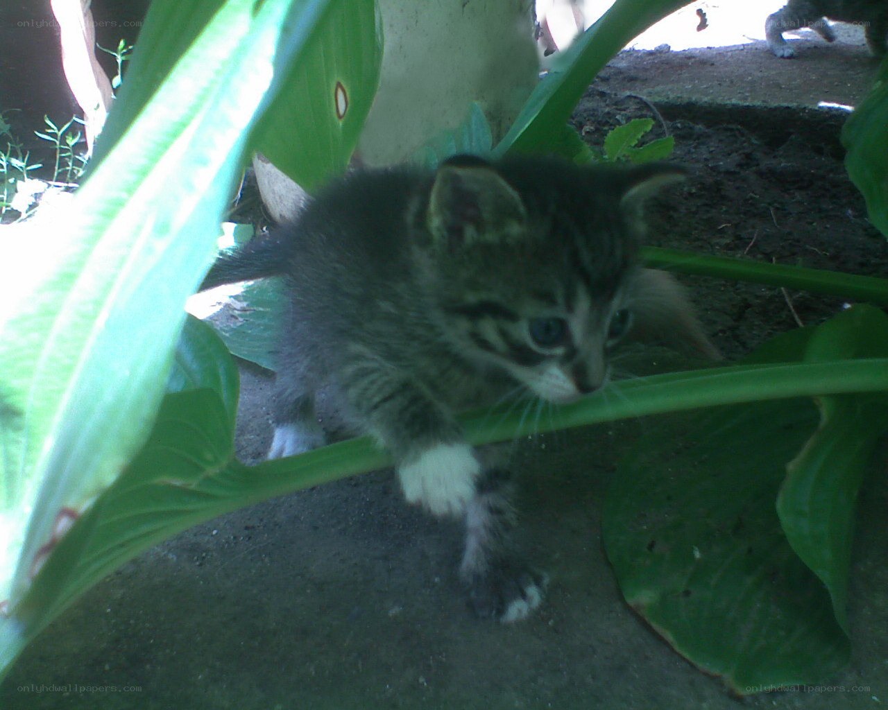 kitten under green leaves