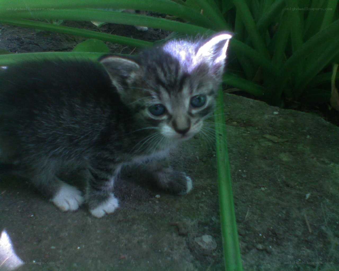 kitten under green leaves