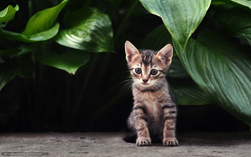 kitten under green leaves