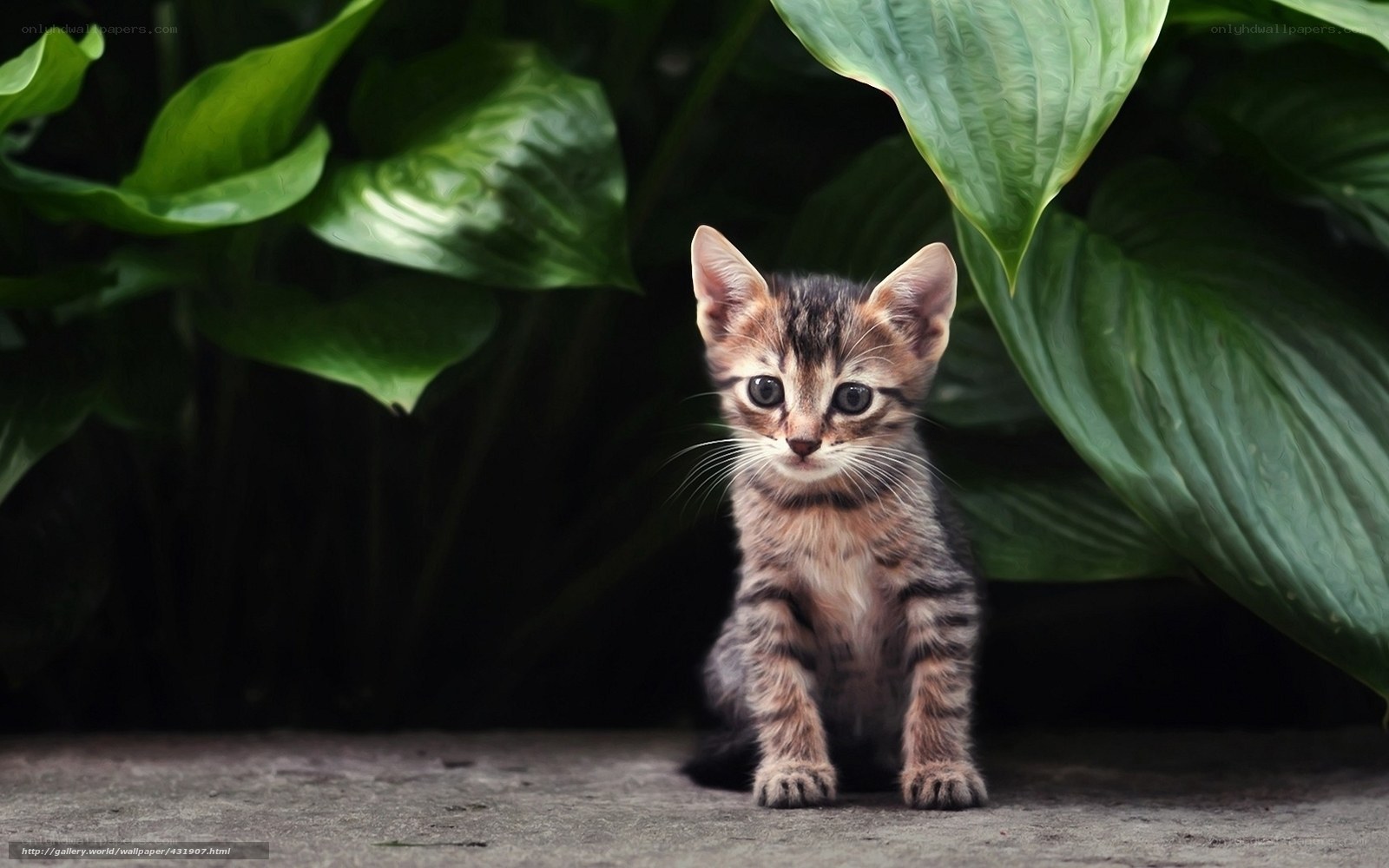kitten under green leaves