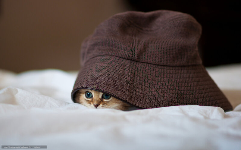 Kitten under Hat — Brown, Curious