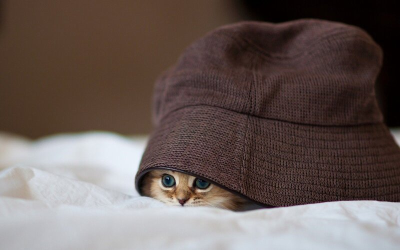 Kitten under Hat — Brown, Playful, Photograph, Bed, Eyes