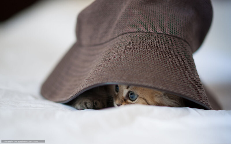 Kitten under Hat — Brown, Playful, Photograph, Bed