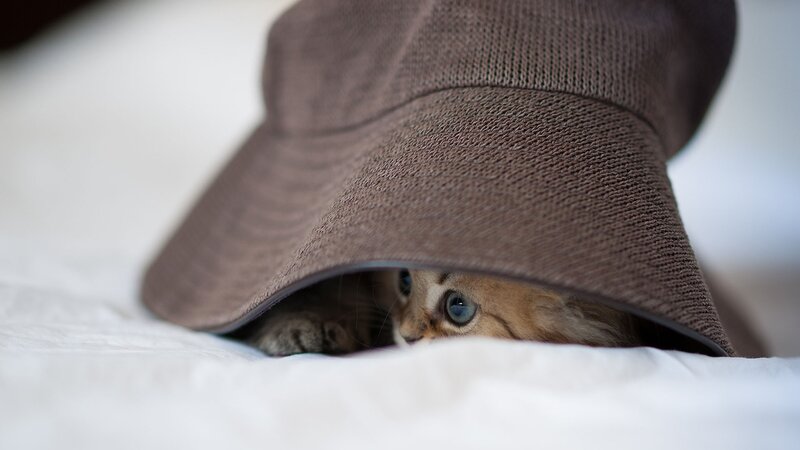 Kitten under Hat — Brown, Playful, Photograph