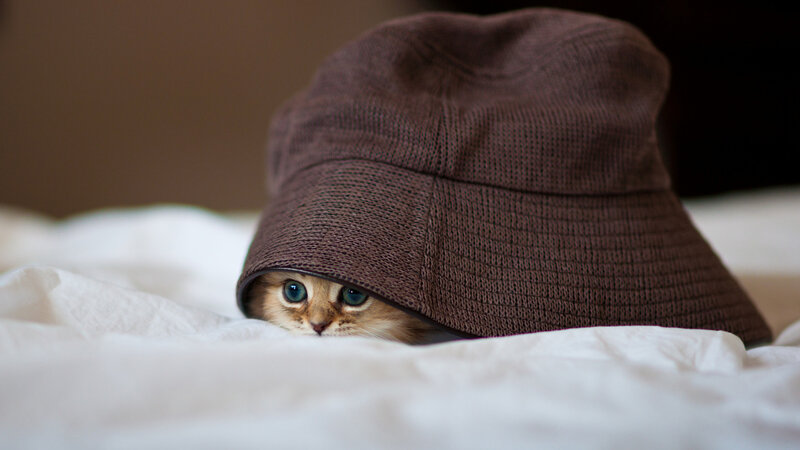 Kitten under Hat — Brown