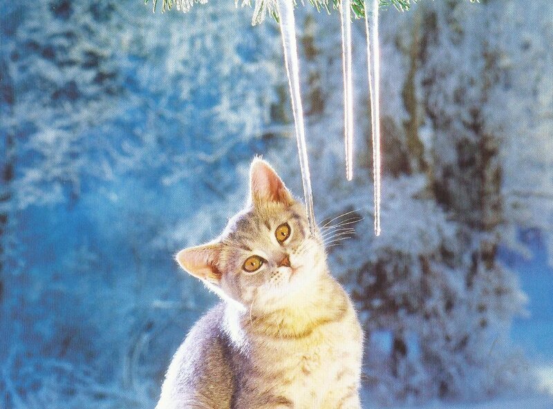 Kitten under Icicles
