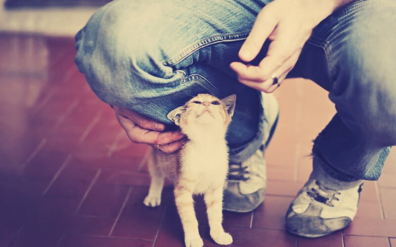 Kitten under Jeans — Blue