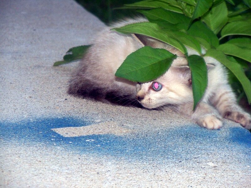 Kitten under Leaves