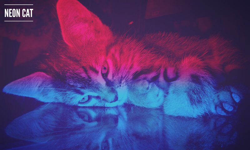 Kitten under Neon Lights
