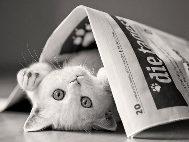 kitten under newspaper