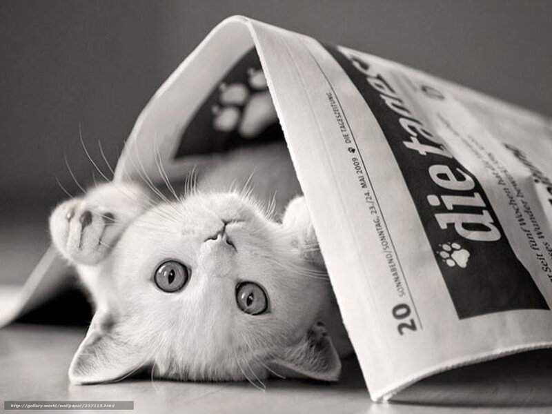 kitten under newspaper