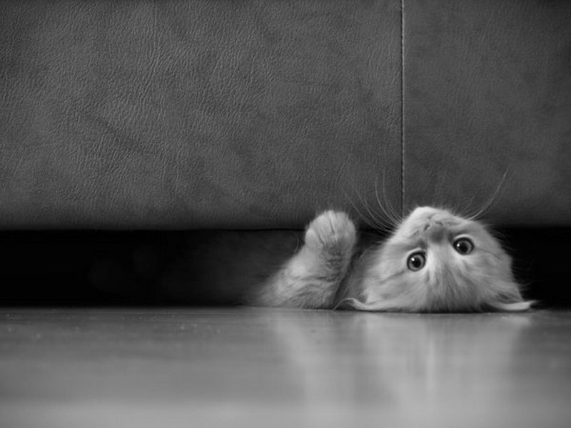 kitten under the couch
