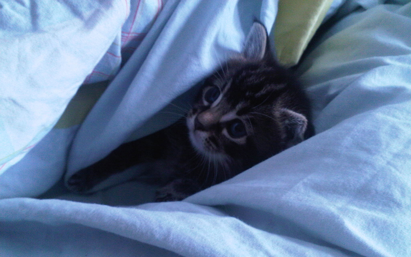 kitten under the covers