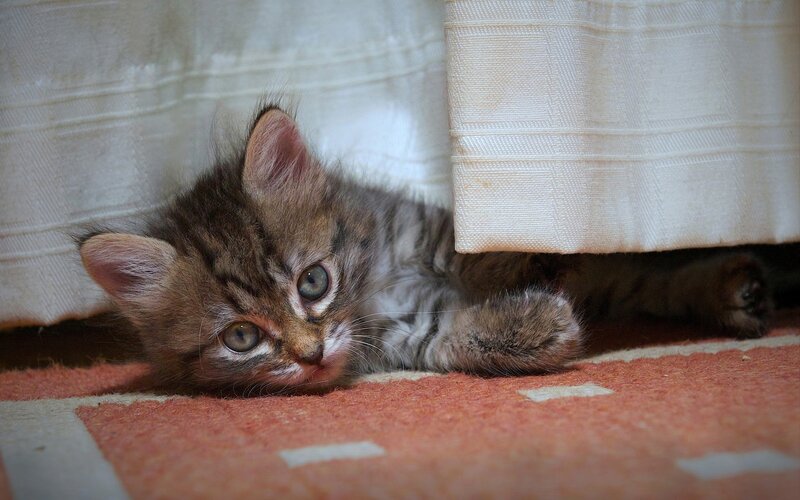 kitten under the curtain