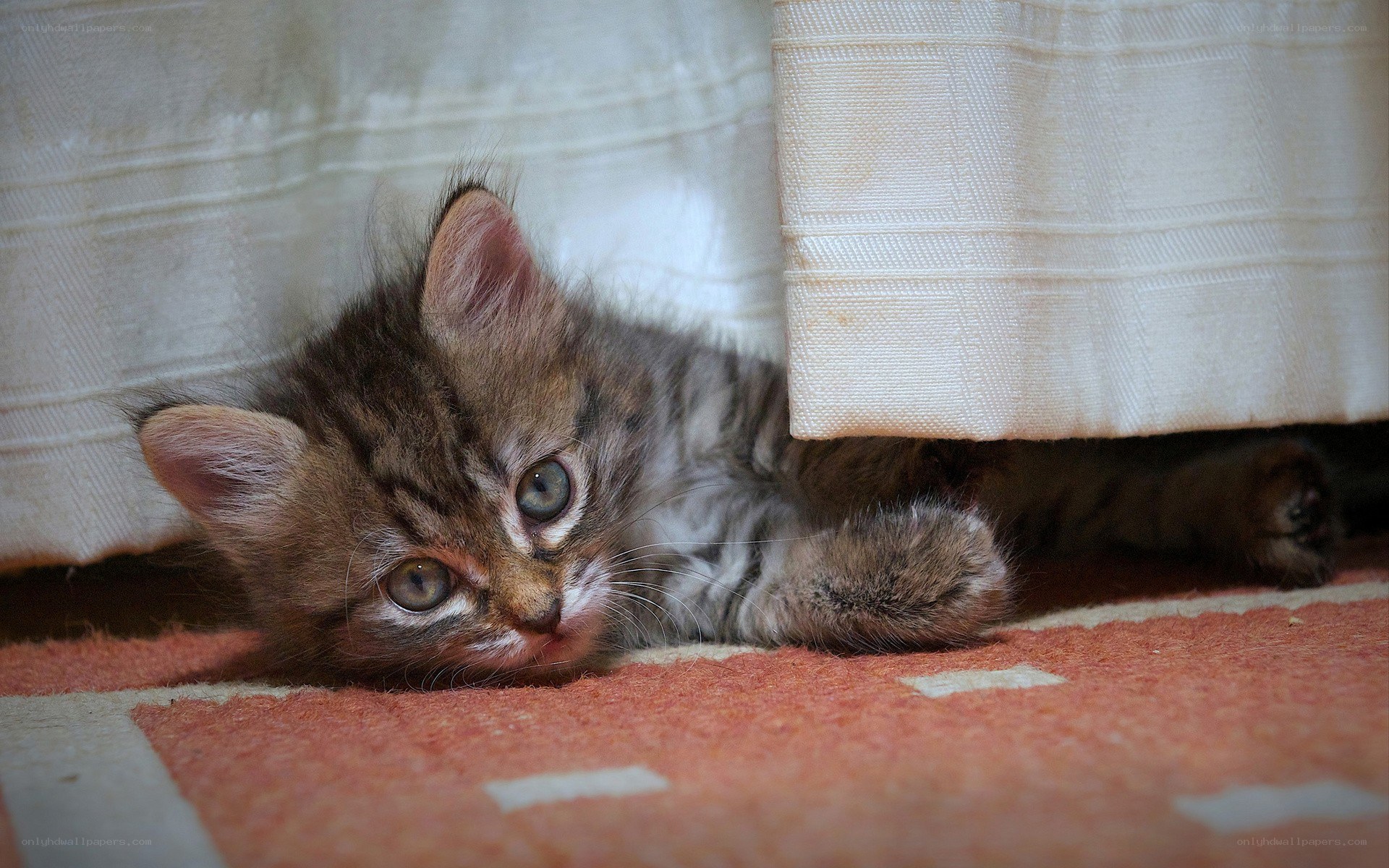 kitten under the curtain