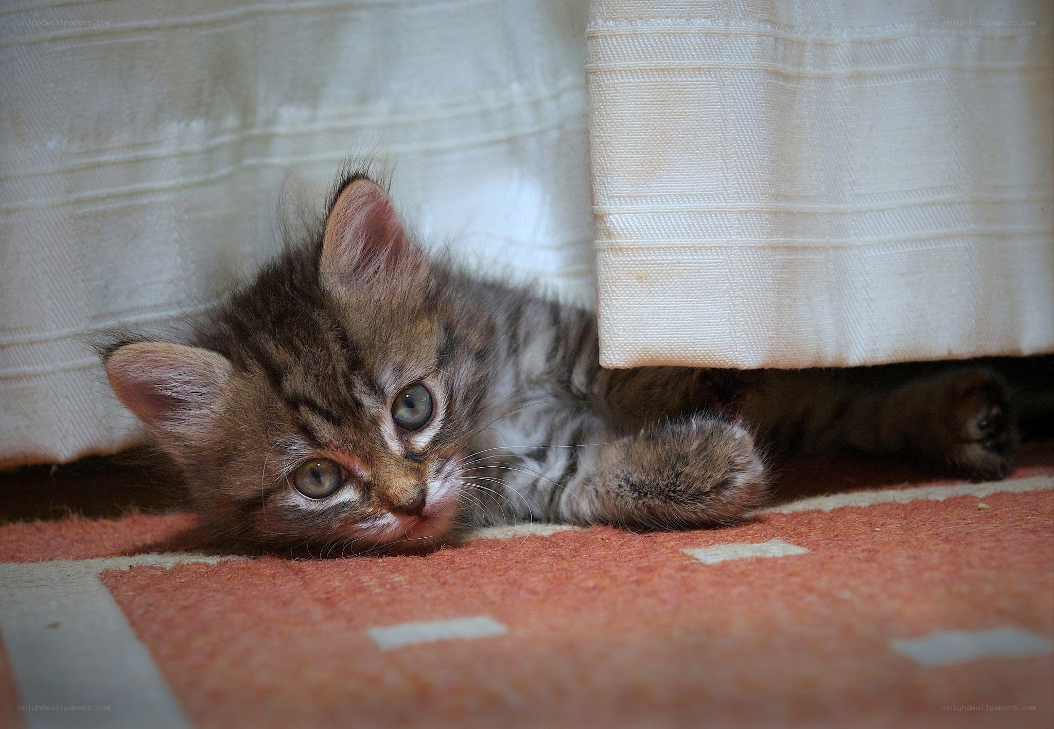 kitten under the curtain