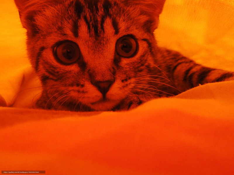 kitten under warm blanket