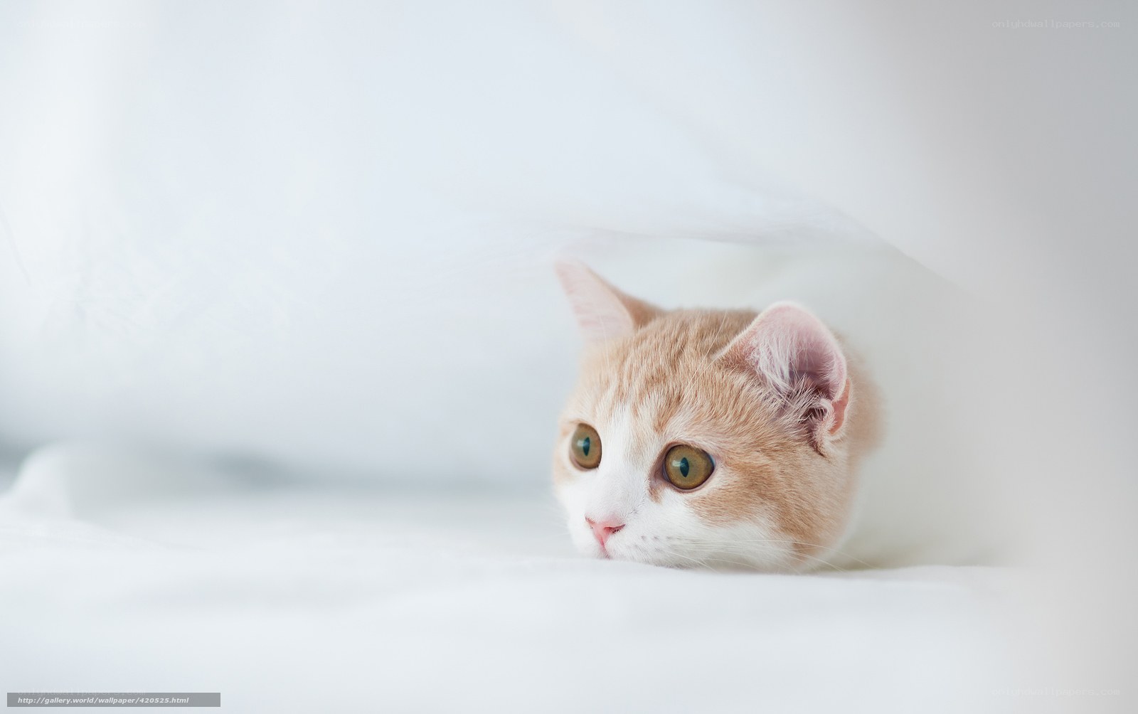 kitten under white blanket