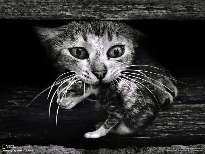 Kitten under Wooden Beam