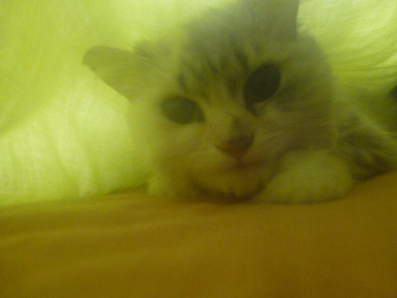 kitten under yellow blanket