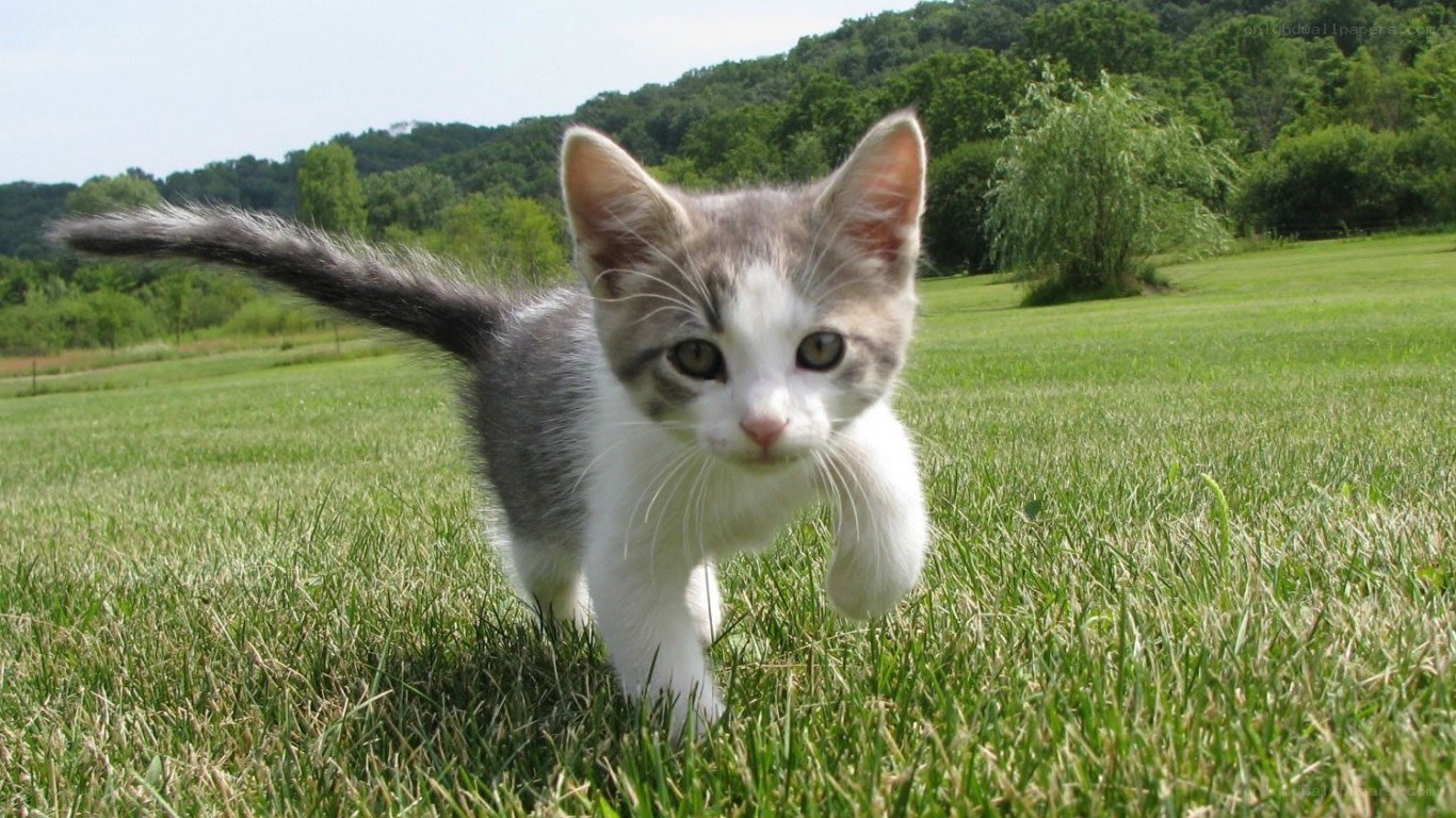 kitten walking in a field