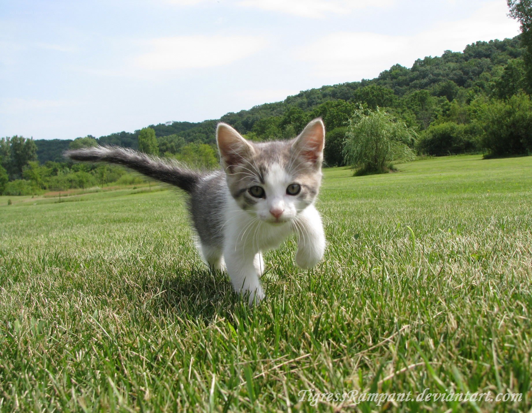 kitten walking in a field