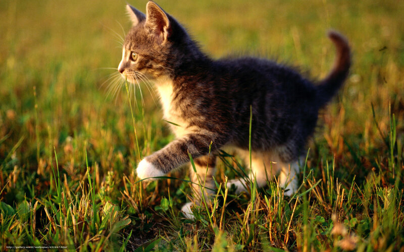 kitten walking in grass