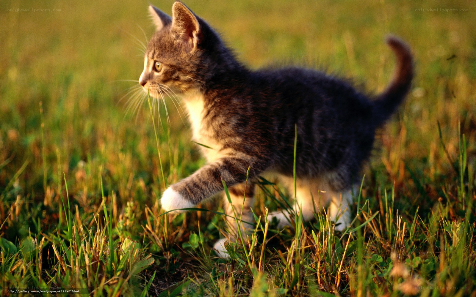 kitten walking in grass