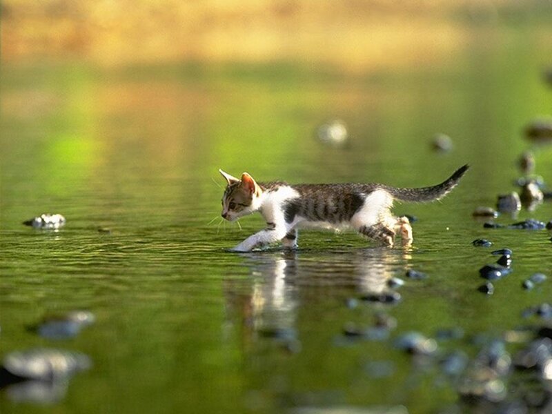 Kitten Walking in Water