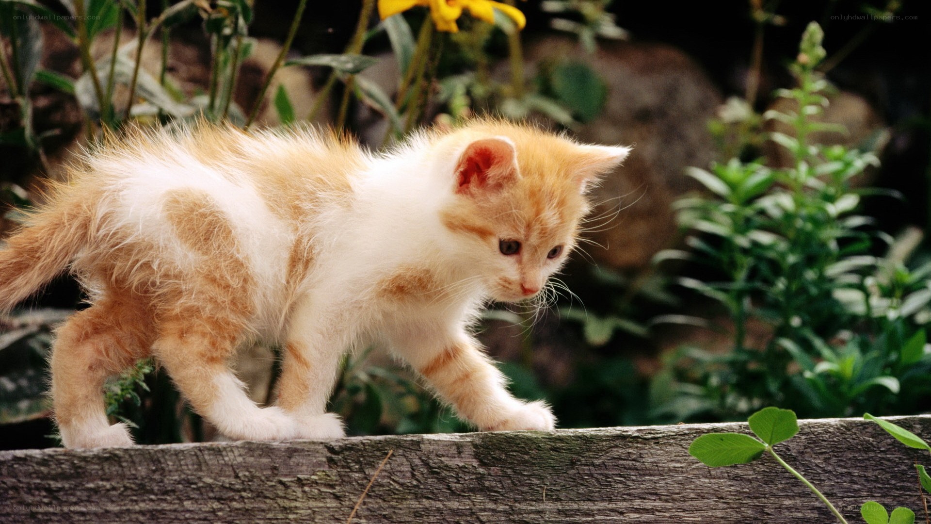 kitten walking on a fence