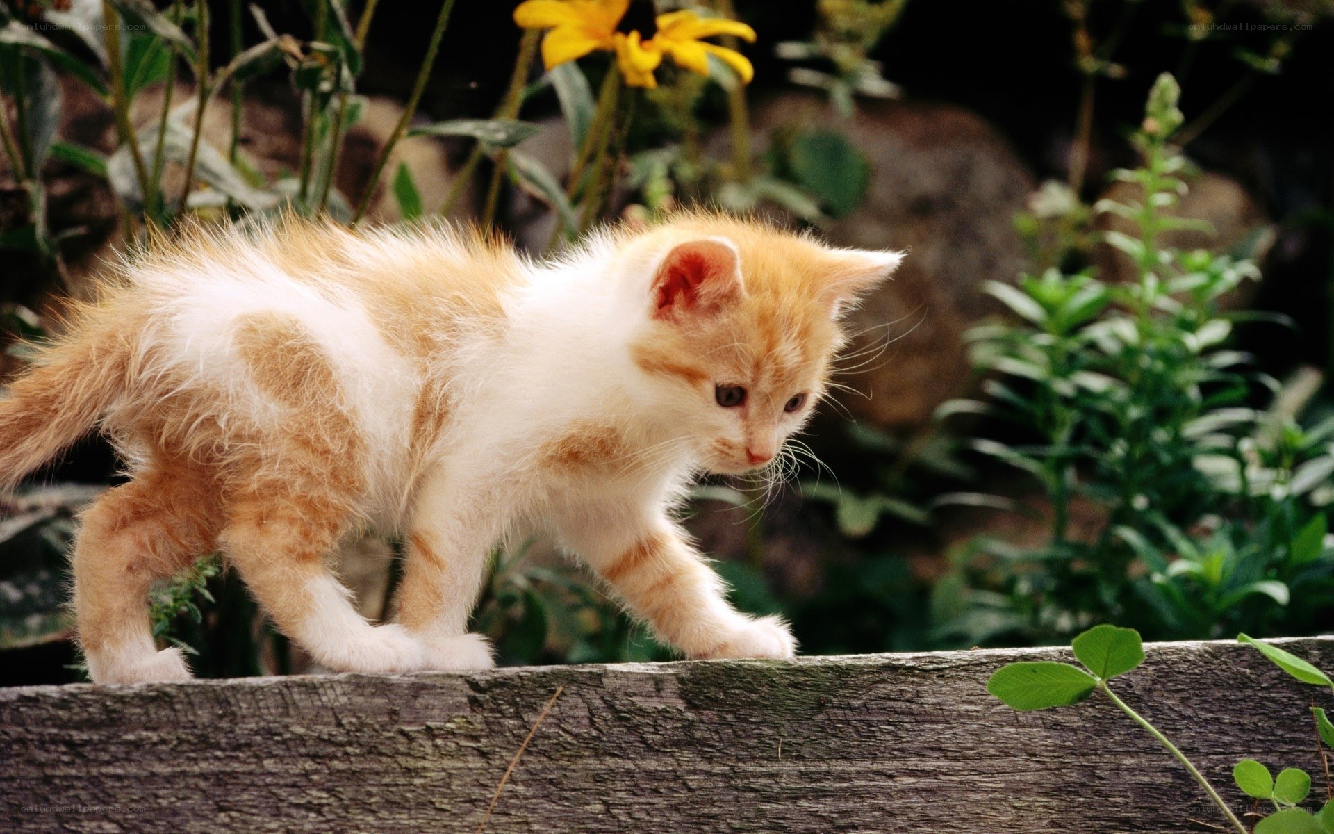 kitten walking on a fence