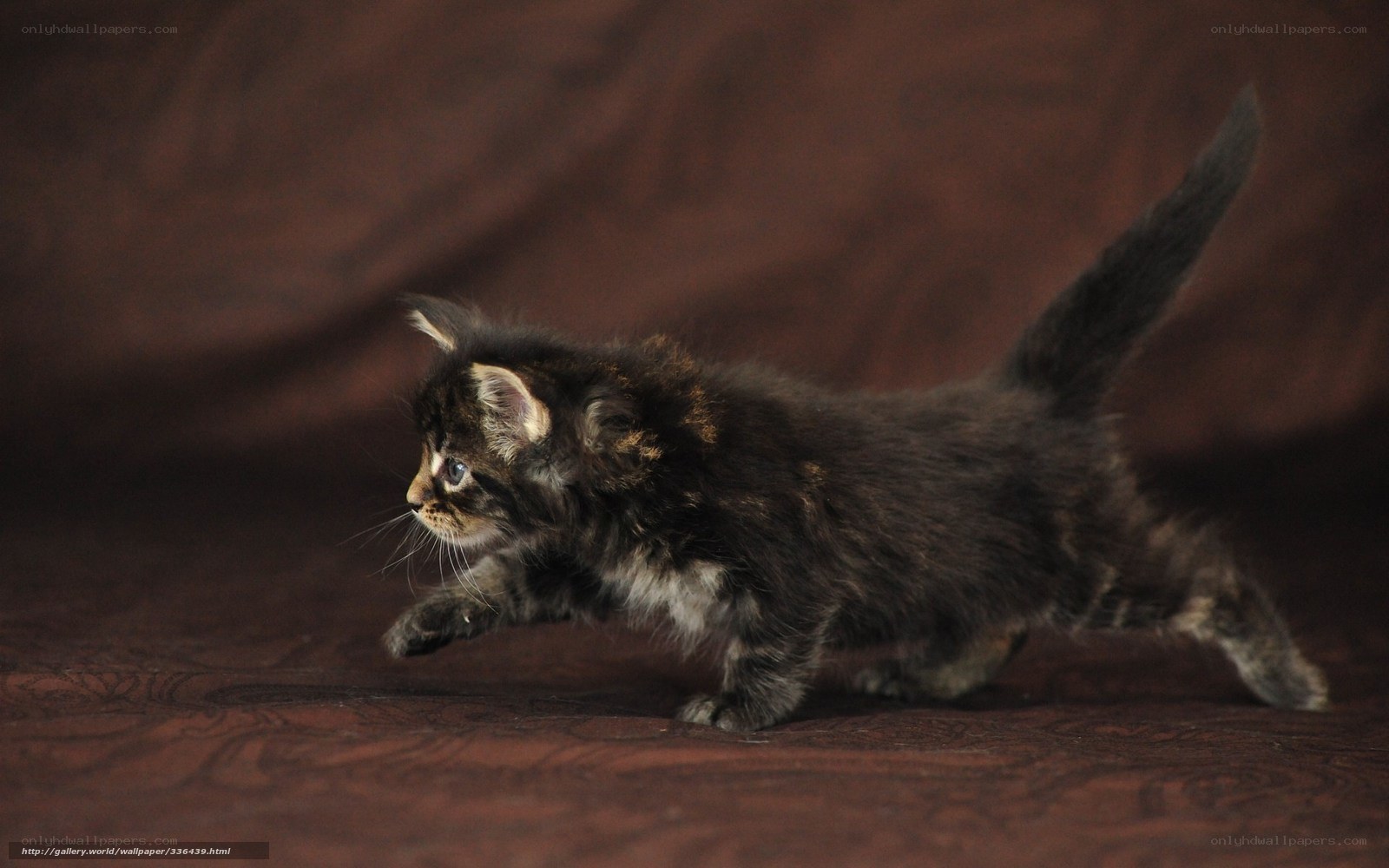 kitten walking on brown surface