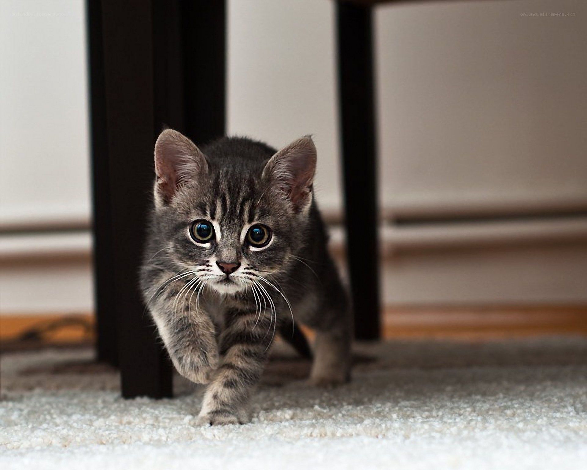 kitten walking on carpet