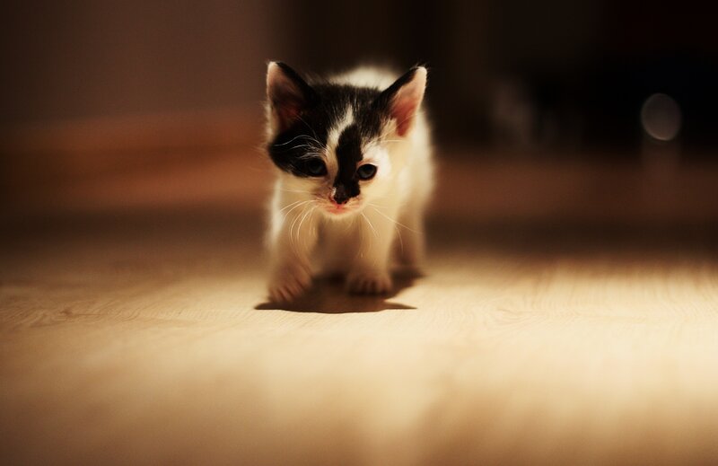 kitten walking on floor