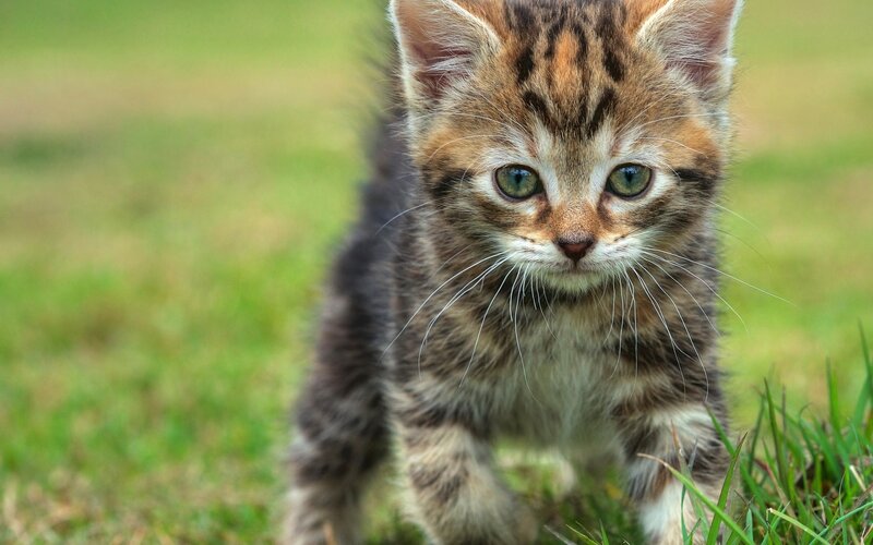 kitten walking on grass