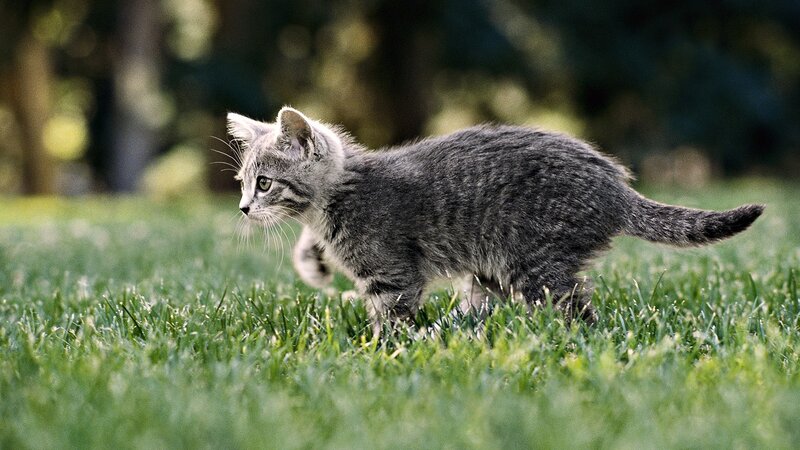 kitten walking on grass