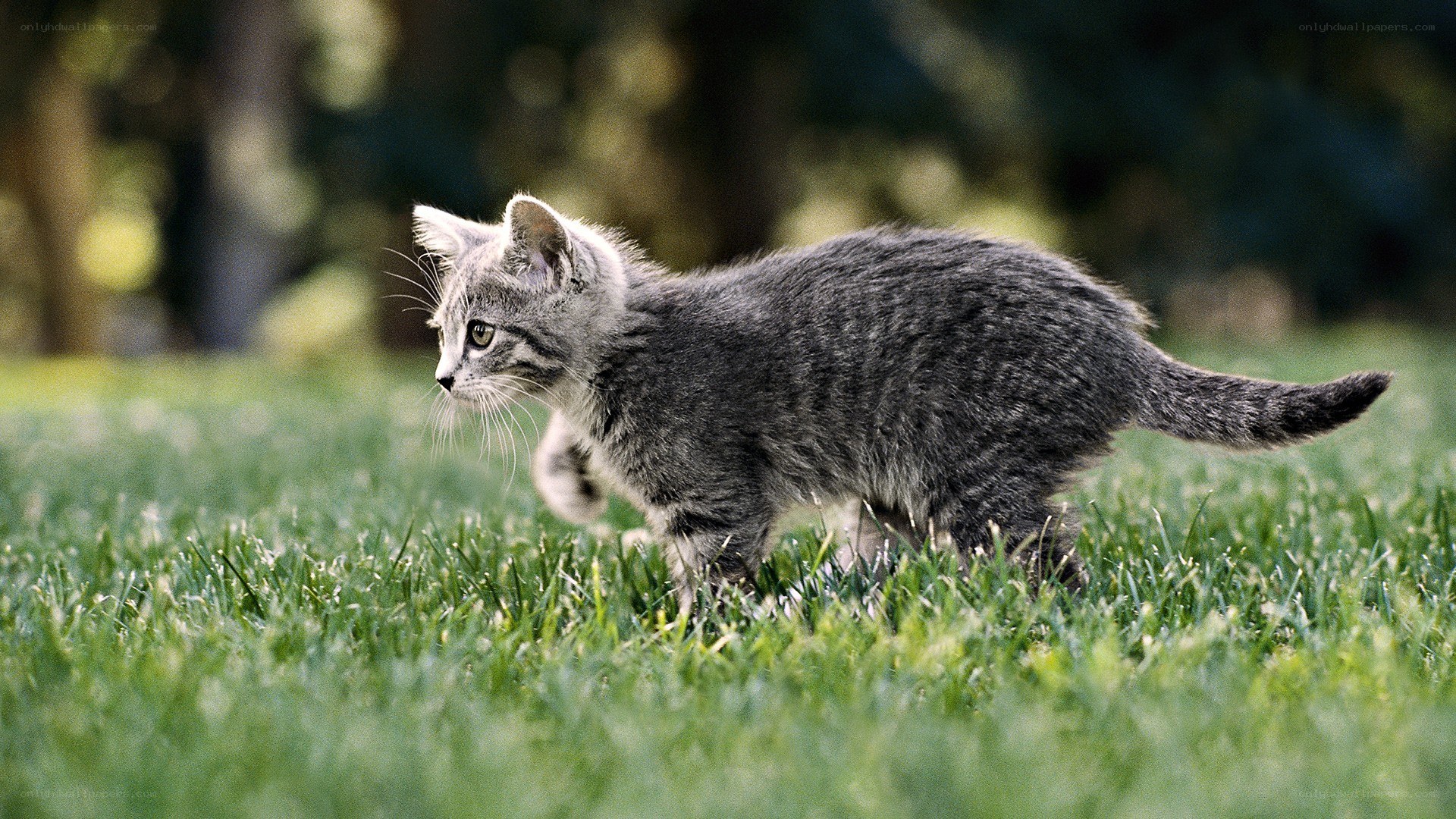 kitten walking on grass
