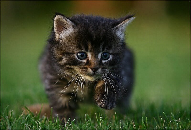 kitten walking on grass