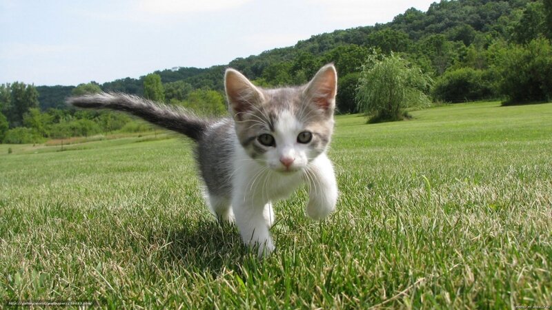 kitten walking on grass