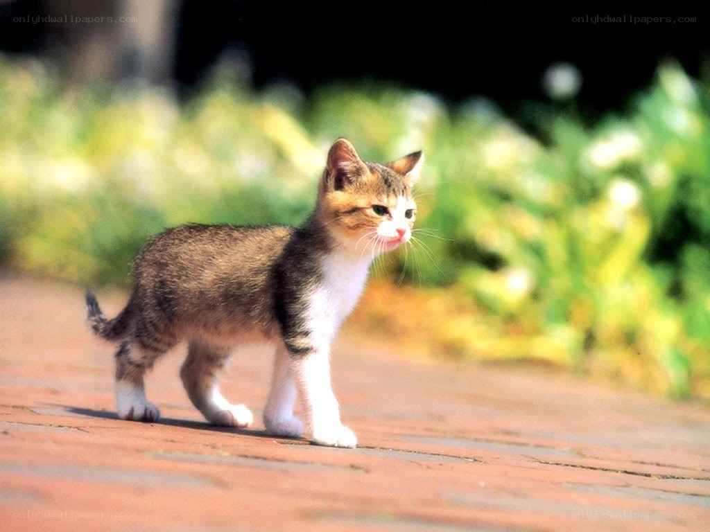 kitten walking on path