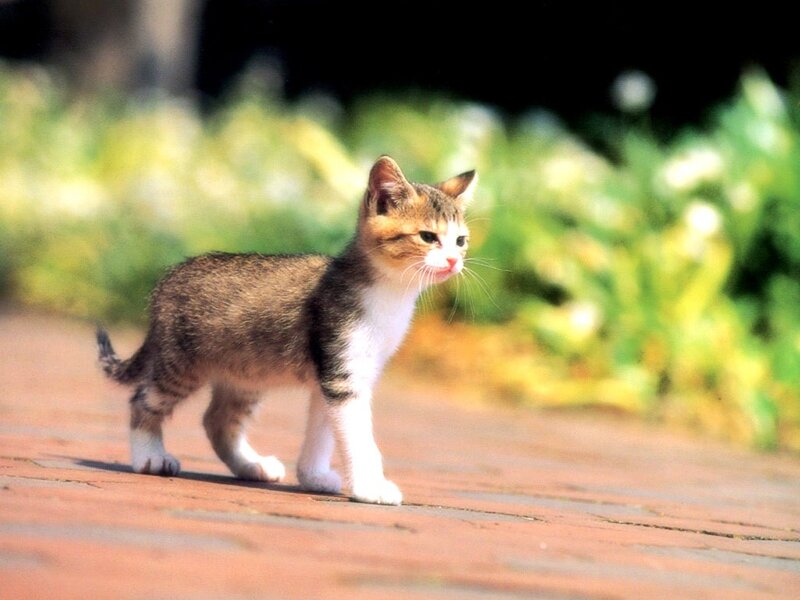 Kitten Walking on Path — Brown, Calm