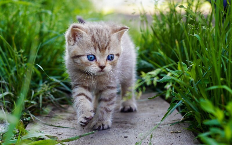 Kitten Walking on Path — Green, Calm