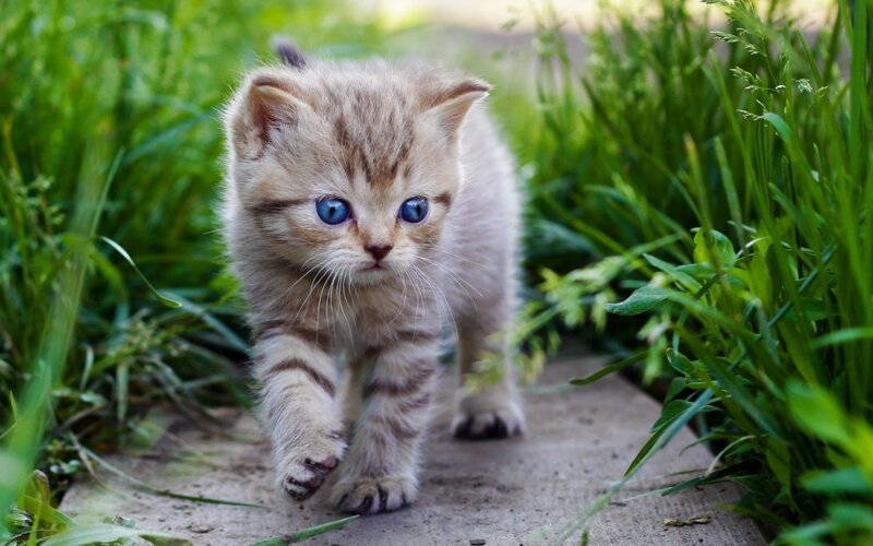 Kitten Walking on Path — Green, Curious