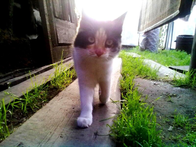 Kitten Walking on Path — Green, Natural